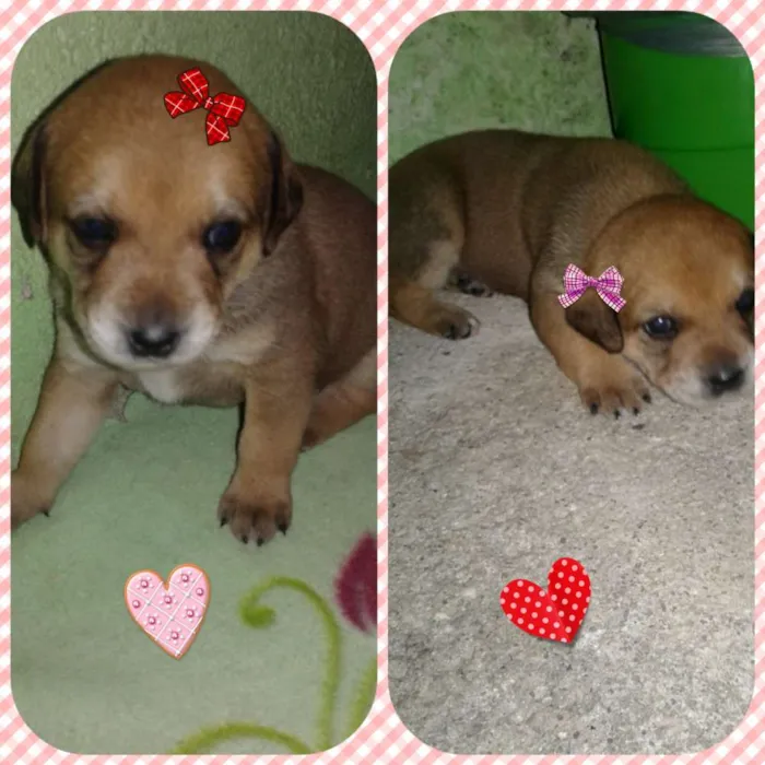 Cachorro ra a SRD idade Abaixo de 2 meses nome sem nome