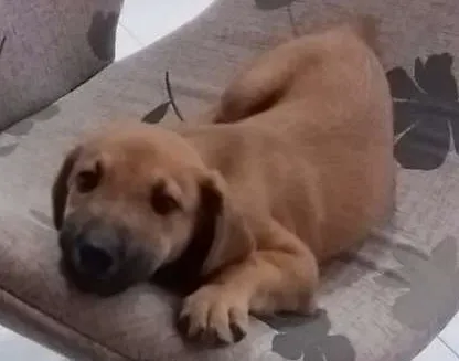 Cachorro ra a SRD idade 2 a 6 meses nome Paçoca