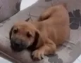 Paçoca