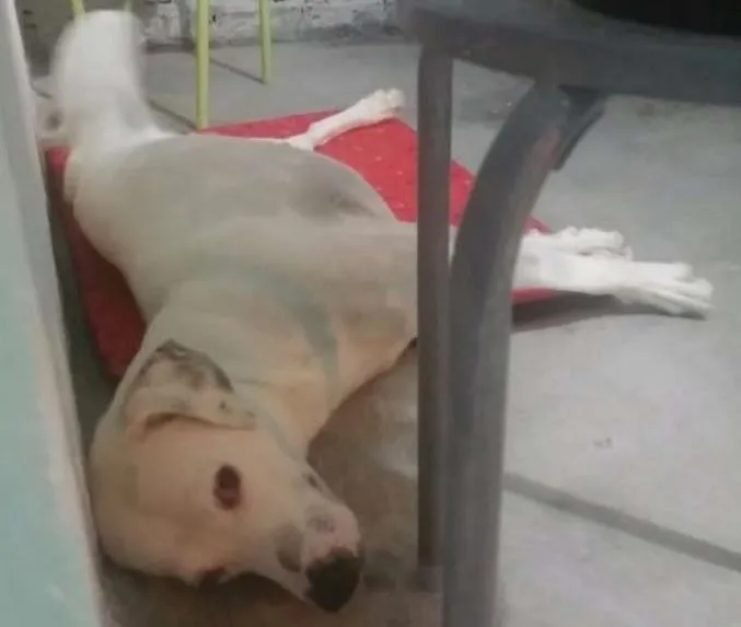 Cachorro ra a Indefinida idade 2 anos nome Branco