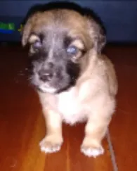 Cachorro raça sem raça definida idade Abaixo de 2 meses nome tuski