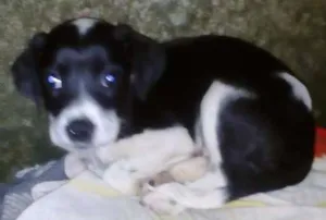 Cachorro raça Vira lata idade 2 a 6 meses nome Marrom, Wine ( fême