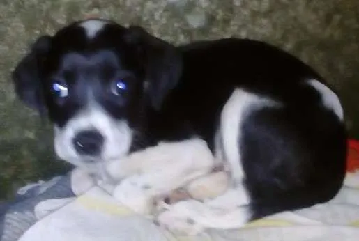 Cachorro ra a Vira lata idade 2 a 6 meses nome Marrom, Wine ( fême