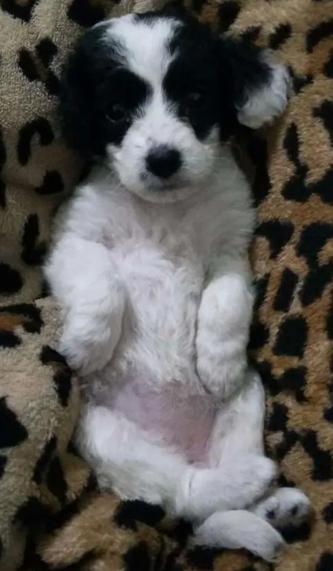 Cachorro ra a  idade 2 a 6 meses nome Meg