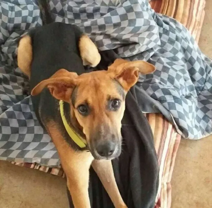 Cachorro ra a Srd idade 7 a 11 meses nome Mercúrio