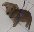 Brigadeiro Iago