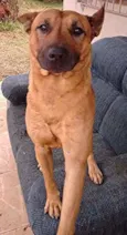 Scoby Doo