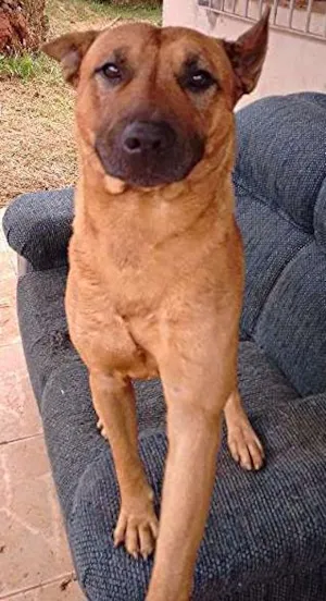 Cachorro raça Bull Terrier idade 3 anos nome Scoby Doo