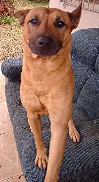Cachorro ra a Bull Terrier idade 3 anos nome Scoby Doo