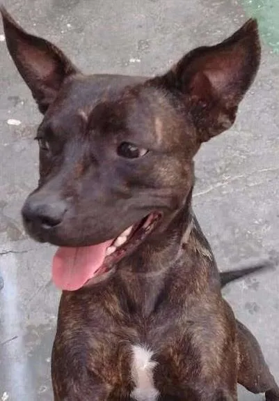 Cachorro ra a Pit-Bull idade 7 a 11 meses nome Thuana