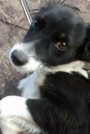 Cachorro raça Wazlawik idade  nome Atena