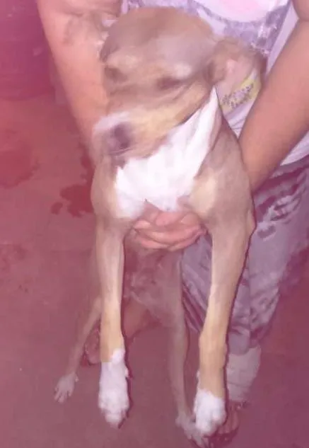 Cachorro ra a Misturado labrador com virata idade Abaixo de 2 meses nome Não tem são filhotes 