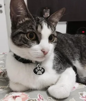 Gato raça Sem raça definida  idade 2 anos nome Luy