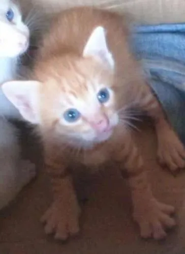 Gato raça  idade Abaixo de 2 meses nome Não tem nomes