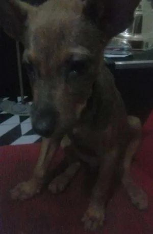 Cachorro raça Não identificada idade 2 a 6 meses nome Louck