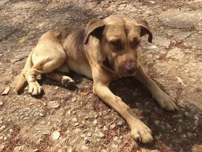 Cachorro ra a Indefinjdo idade  nome Indefinido 