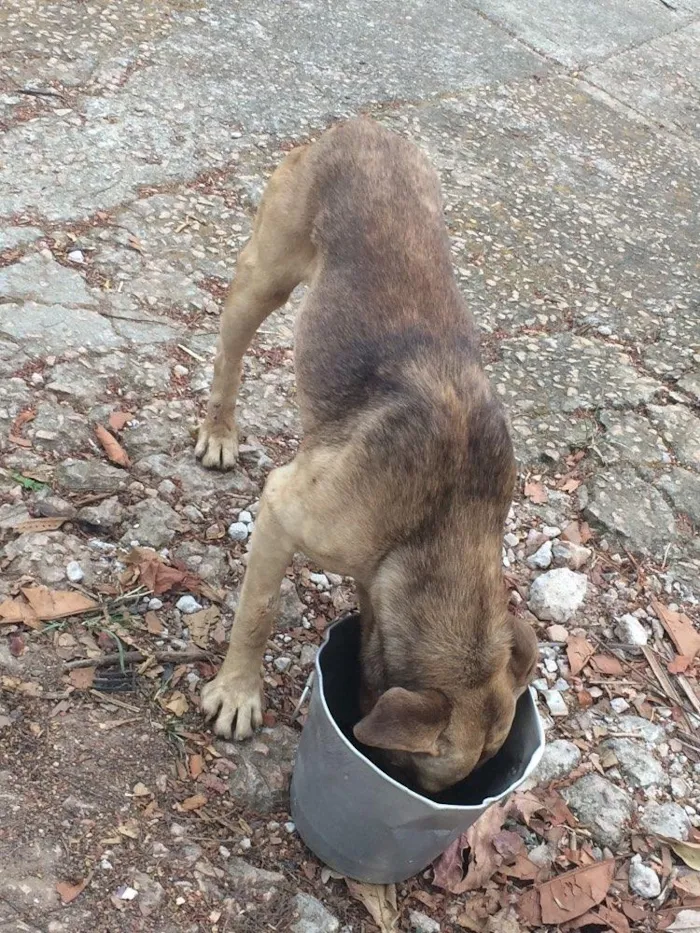 Cachorro ra a Indefinjdo idade  nome Indefinido 