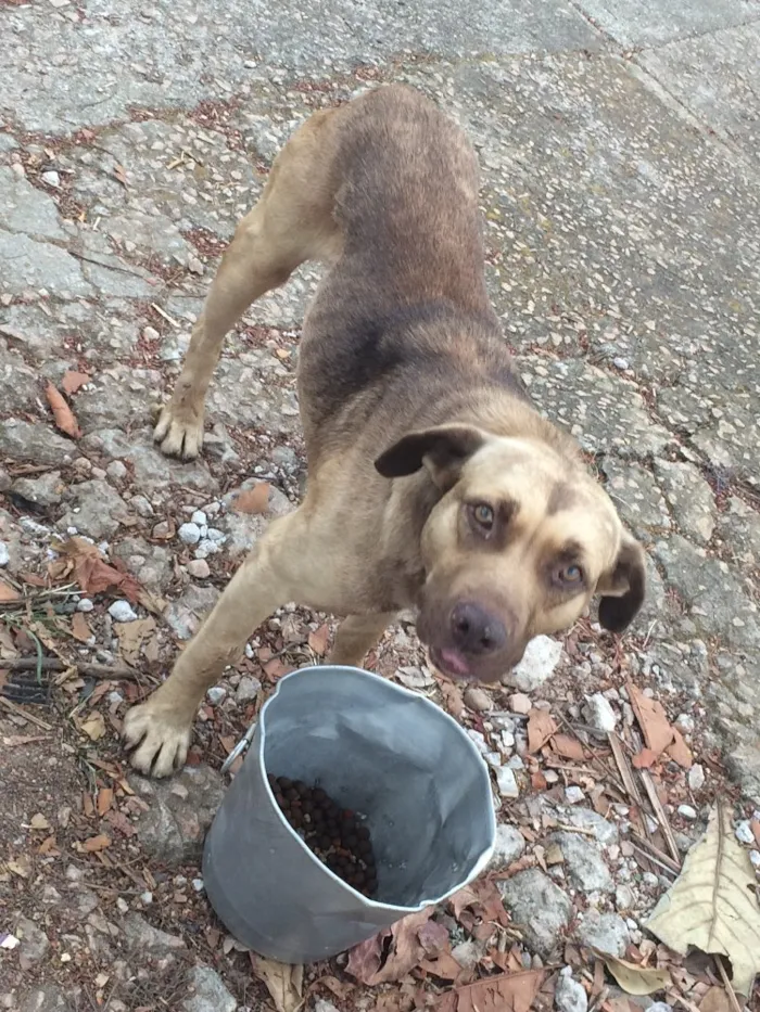 Cachorro ra a Indefinjdo idade  nome Indefinido 