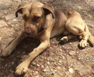 Cachorro raça Indefinjdo idade  nome Indefinido 
