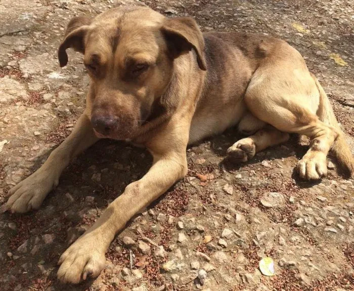 Cachorro ra a Indefinjdo idade  nome Indefinido 