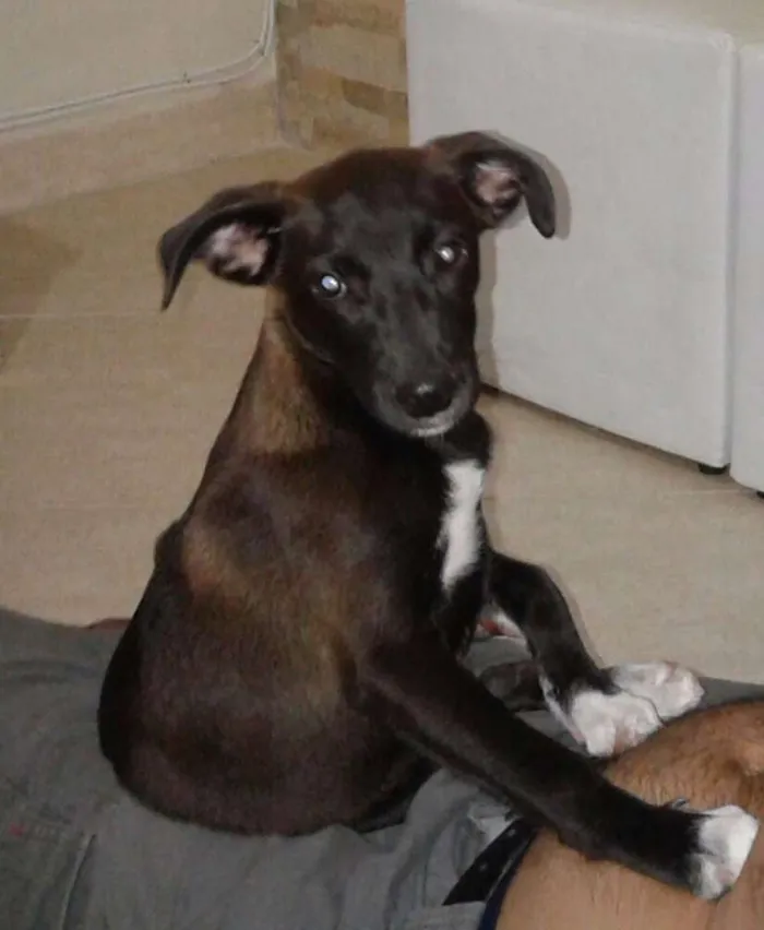 Cachorro raça Mestiço idade 2 a 6 meses nome Negão