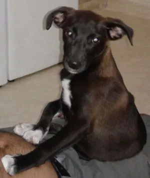 Cachorro raça Mestiço idade 2 a 6 meses nome Negão