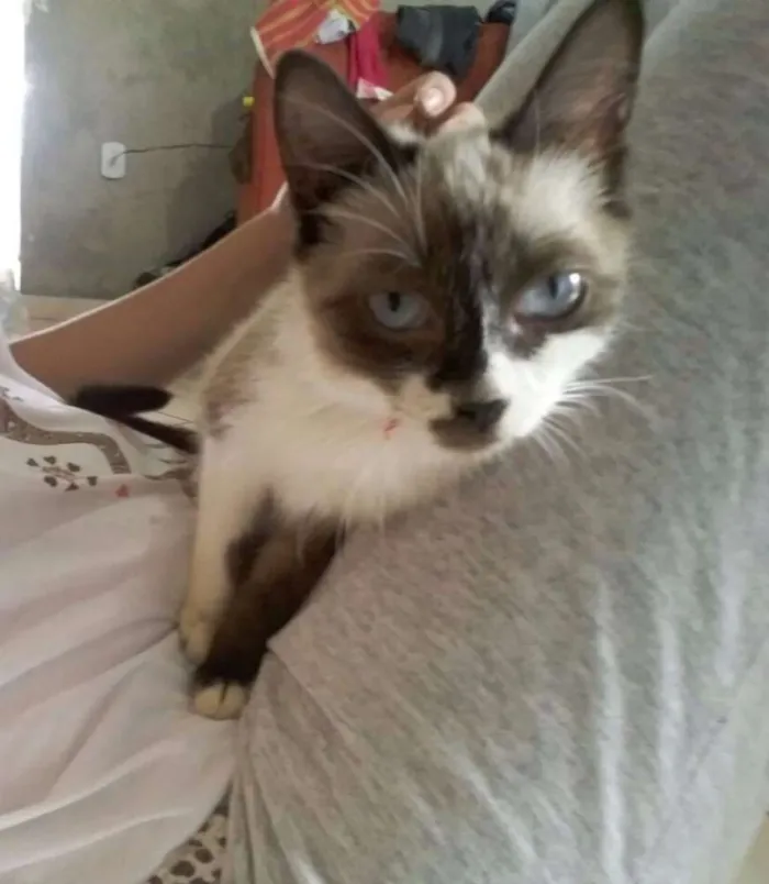 Gato raça vira-lata idade 2 a 6 meses nome Ariel
