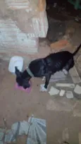 Fera