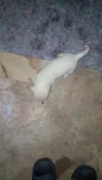 Fera