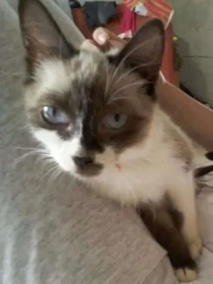 Gato raça vira-lata idade 2 a 6 meses nome Ariel
