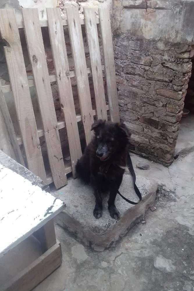 Cachorro raça mistiço idade 4 anos nome Beethoven