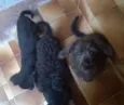 irmãos carinhosos