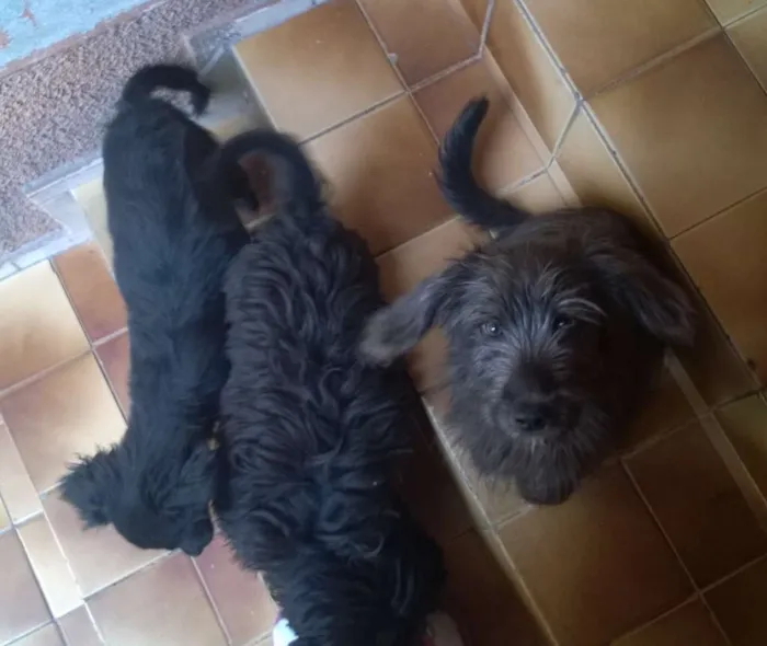Cachorro ra a viralata  idade 2 a 6 meses nome irmãos carinhosos