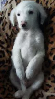 snoopy