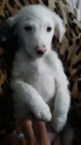 snoopy