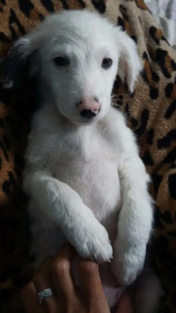 Cachorro ra a  idade 2 a 6 meses nome snoopy