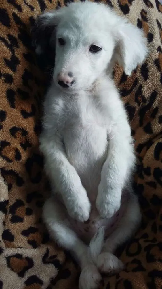 Cachorro ra a  idade 2 a 6 meses nome snoopy