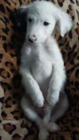 snoopy