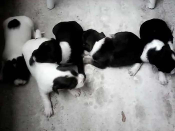Cachorro ra a misturado idade 2 a 6 meses nome filhotes