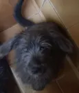 irmãos carinhosos