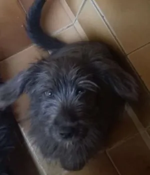 Cachorro raça viralata  idade 2 a 6 meses nome irmãos carinhosos