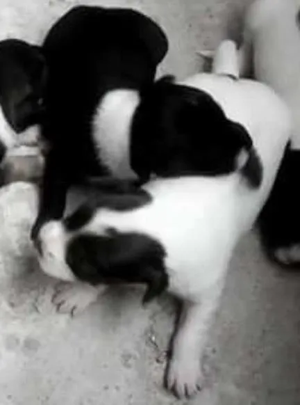 Cachorro ra a misturado idade 2 a 6 meses nome filhotes