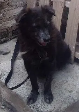 Cachorro raça mistiço idade 4 anos nome Beethoven