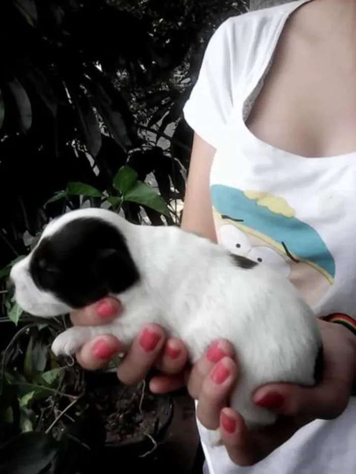 Cachorro ra a misturado idade 2 a 6 meses nome filhotes