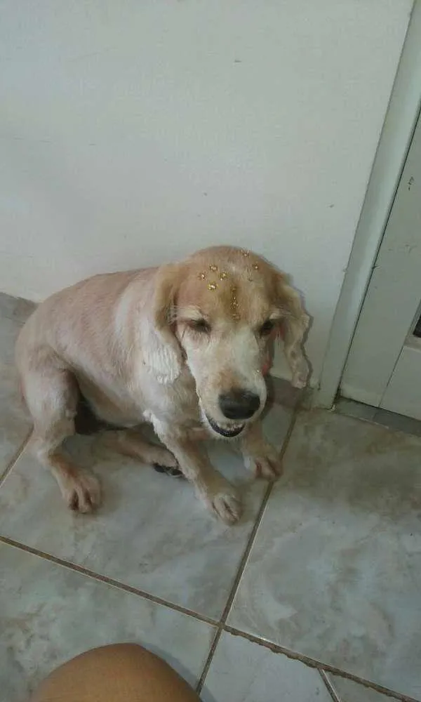 Cachorro ra a Cocker idade 6 ou mais anos nome NICOLE GRATIFICA