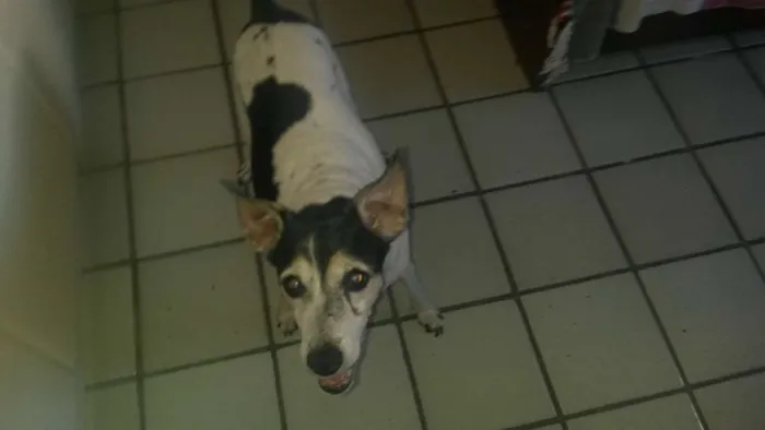 Cachorro ra a paulistinha idade 6 ou mais anos nome luma