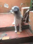 Purê