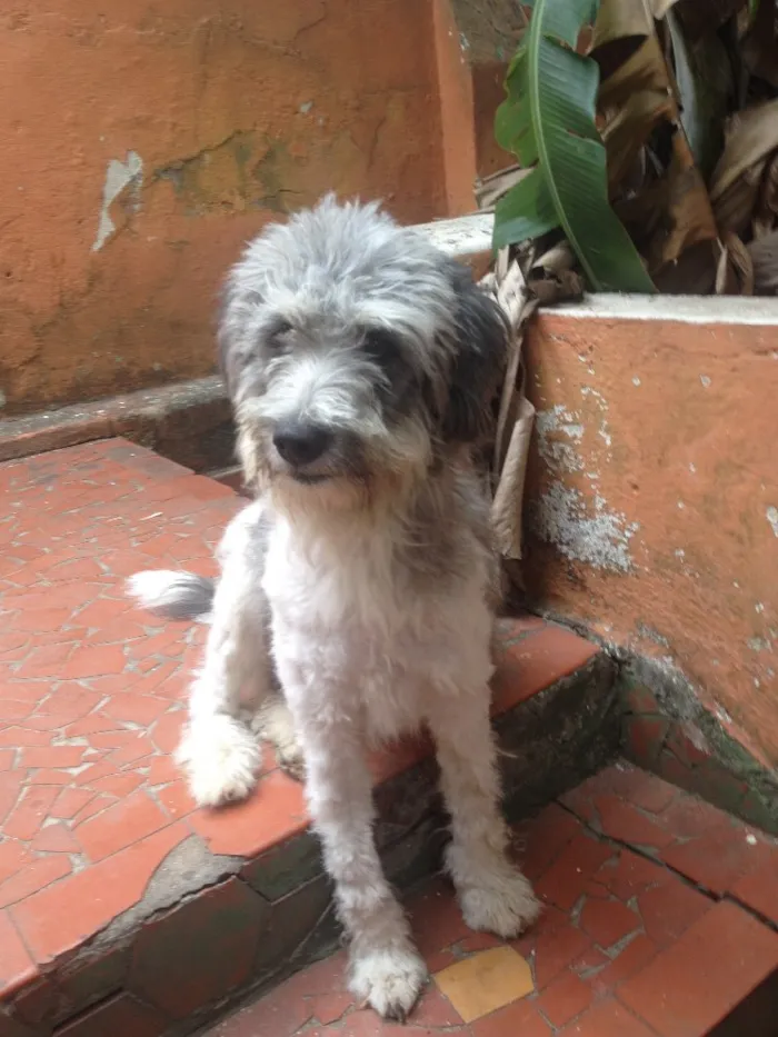 Cachorro ra a Poodle misturado  idade 1 ano nome Purê