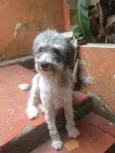 Purê