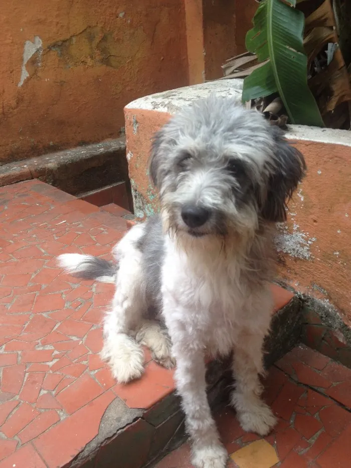 Cachorro ra a Poodle misturado  idade 1 ano nome Purê